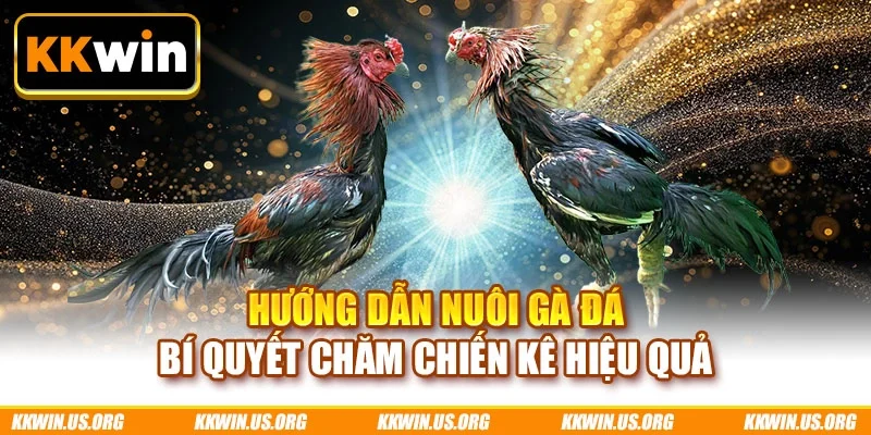 Hướng dẫn nuôi gà đá
