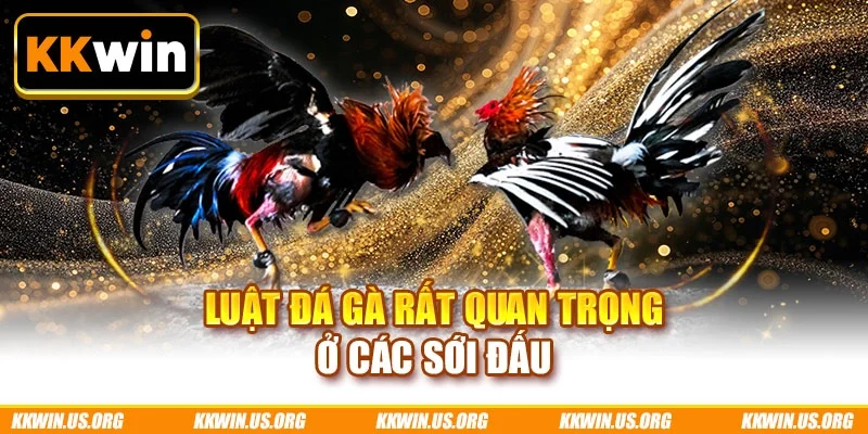 Luật đá gà rất quan trọng ở các sới đấu